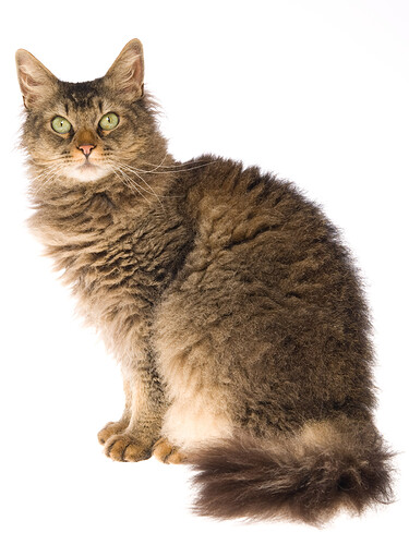 permská-krátkosrstá-kočka