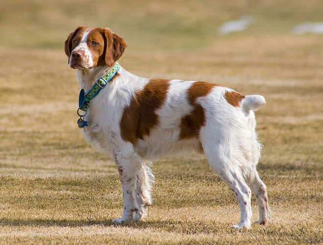 bretaňský ohař dlouhosrstý pes