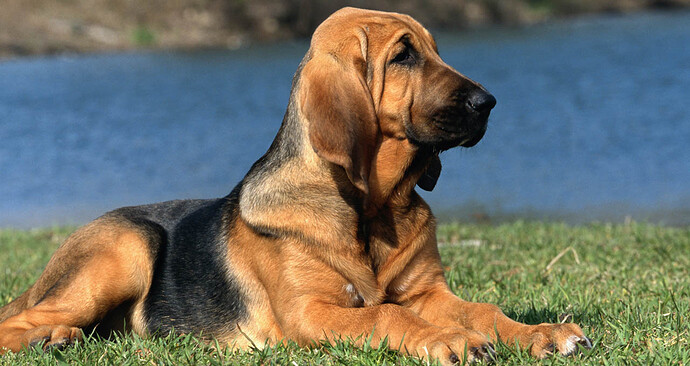 Bloodhound-plemeno