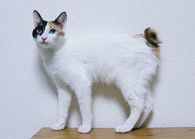 japonský-bobtail-kočka