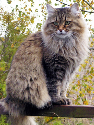 sibiřská-kočka