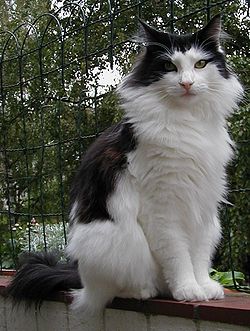 norská-lesní-kočka