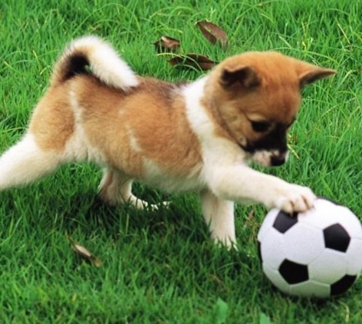 pes-fotbal