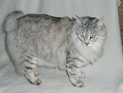kurilský-bobtail-kočka