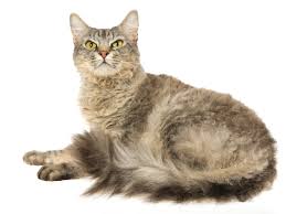 persmká-dlouhosrstá-kočka