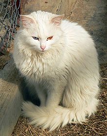 turecká-angora-kočka